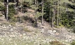 Ormanda gezen yaralı ayı görüntülendi