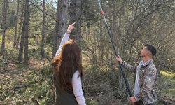 Ormanlarda zararlı böceklere karşı 'Feromonlu' mücadele