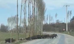 Tarlada gezen domuz sürüsü kamerada