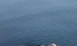 Zonguldak'ta su samuru ailesi görüntülendi