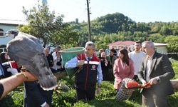 Artvin'de çay hasadı başladı