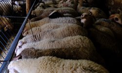 Bolu'daki kurban pazarlarında hareketlilik başladı