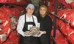 Kadın girişimciler istiridye mantarından köfte yaptı