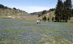 Kadıralak Yaylası'nda 'mavi yıldız' şöleni / Ek fotoğraflar