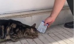 Kedi, öğrencilerin duyduğu miyavlama sesi sayesinde kurtarıldı