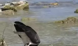 Nadir görülen karaleylek Bartın'da kayda alındı