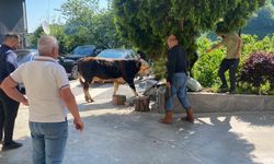 Rize'de kaçan kurbanlık boğa sahiplerine zor anlar yaşattı