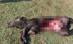 Samsun'da besiciler yaban hayvanlarının mandalara saldırısına yönelik çözüm bekliyor