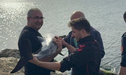 Samsun'da kayalıklara sıkışan yunusu polis kurtardı