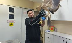 Vadide bitkin halde bulunan bozkır kartalı tedaviye alındı