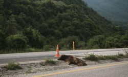 Ilgaz Tüneli girişinde ölü ayı bulundu