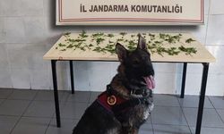Kenevir operasyonu: 3 tutuklama