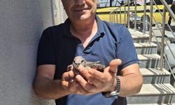 Bitkin halde bulduğu ebabil kuşunu besleyip ekiplere teslim etti