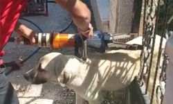 Demir kapıya sıkışan köpeği itfaiye kurtardı