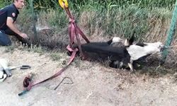 Kanala düşen ineği itfaiye ekibi kurtardı