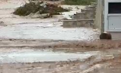 Kastamonu'da Cide'de sağanak; Devrekani Çayı taştı, ev ve iş yerini su bastı (4)