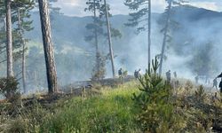 Kastamonu'da orman yangını