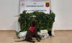 Kastamonu'da uyuşturucu operasyonları: 3 tutuklama