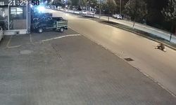 Motosikletin çarptığı inek öldü; kaza kamerada