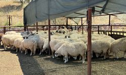 TOGÜ Rektörü Yılmaz: Tescilli Karayaka ırkını geleceğe taşıyoruz