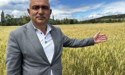 Tokat'ta belediyeden örnek proje: 4 buzağıyla başladı, 30 damızlık boğaya ulaştı