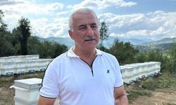 Yenice ıhlamur balında hasat başladı