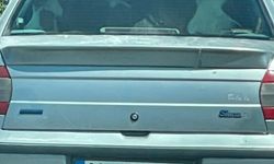Buzağıyı otomobilin arka koltuğunda taşıdılar