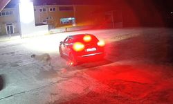 Ciple köpeğin üzerinden geçti; o anlar anlar kamerada