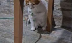 Kedi 'Balım', patisiyle hortumu kaldırıp su içti