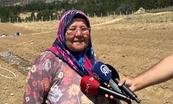 Kilosu 650 bin TL'den satılan safran toprakla buluştu