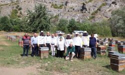 Ordu'da bal hasadına başlandı