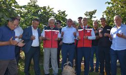 Ordu'da fındık hasat sezonu başladı