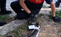 Rögara düşen kedi itfaiye ekibi tarafından kurtarıldı