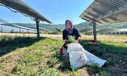 Samsun GES'te agrivoltaik tarımda hasat zamanı