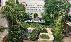 Samsun'da kenevir operasyonu dron kamerasında