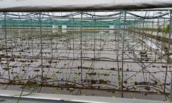 Samsun'da sağanak sonrası tarım arazileri su altında kaldı