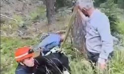 Uçuruma yuvarlanan ineği itfaiye vinçle kurtardı