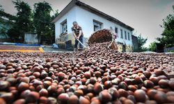 Kokarcaya 'panzehir etkisi'; fındıkta zarar sıfıra yaklaştı/ Ek fotoğraflar