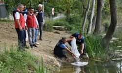 Ordu'da 80 bin yavru sazan göllerle buluşturuldu