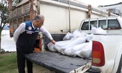 Samsun'da iç sulara 2 milyon 412 bin yavru sazan bırakılacak
