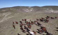 Yaylada koşturan yılkı atları dron kamerasında