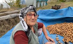Artvin'de ceviz hasadı başladı