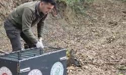 Otomobilin çarptığı karaca, tedavisi sonrası doğaya bırakıldı