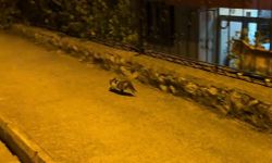 Otomobilin motor kısmına sıkışan yavru kedi kurtarıldı