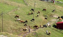 Trabzon'da sis bulutu dronla görüntülendi