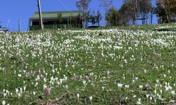 Trabzon'da, yaylacıların renkli dönüş yolculuğu / Ek fotoğraflar