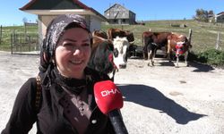 Trabzon'da, yaylacıların renkli dönüş yolculuğu