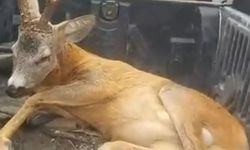 Yol kenarındaki bulduğu yaralı ceylanı ekiplere teslim etti