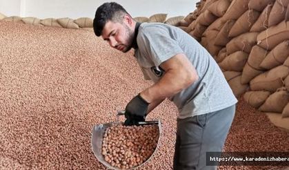TMO, üreticilerden 150 bin ton fındık aldı