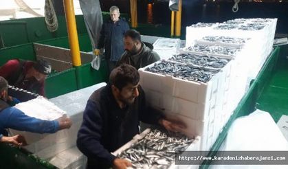 Cide'de denize açılan balıkçılar 5 bin kasa hamsi ile döndü
